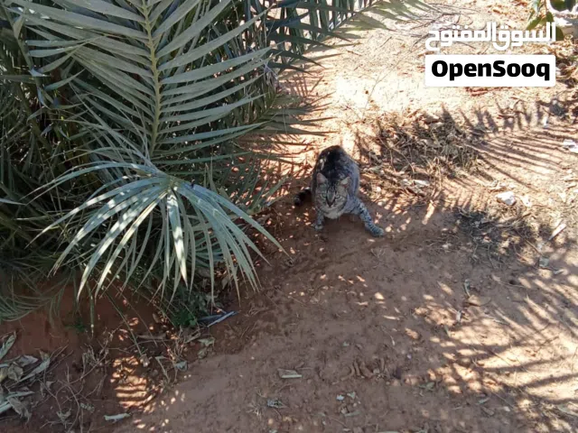 80 m2 Studio Townhouse for Rent in Tripoli Tajura