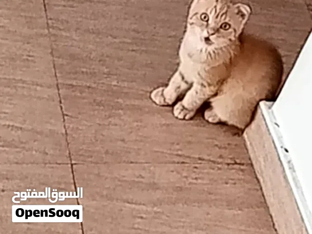 قطط للبيع صغار