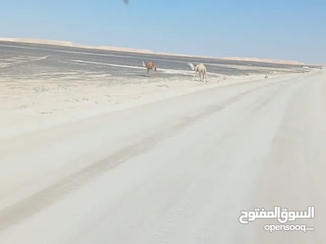 مطلوب قلاب اسكا اقساط