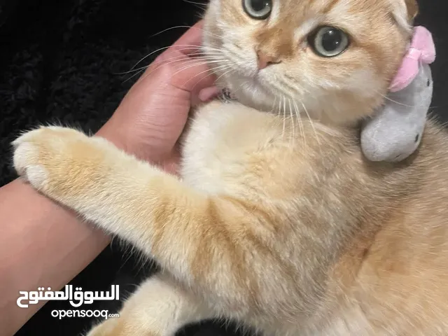 ذكر سكوتش فولد للبيع