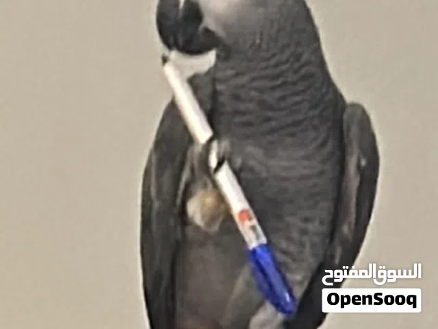 كاسكو افريقي 3 سنوات