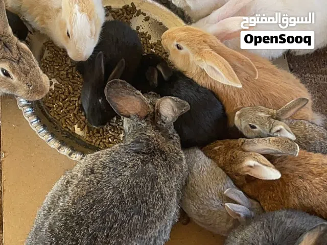 يتوفر لدينا أرانب بجميع الأحجام والأعمار، جميلة وصحية وبأسعار مناسبة.