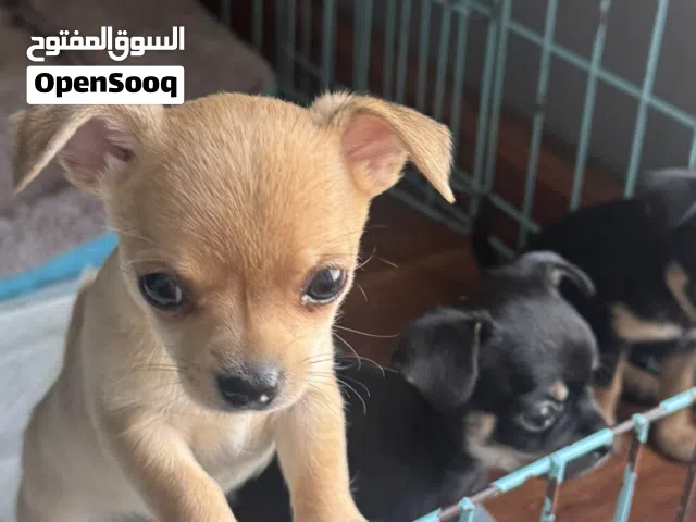 شيواوا chihuahua ذكور للبيع العمر شهرين apple face