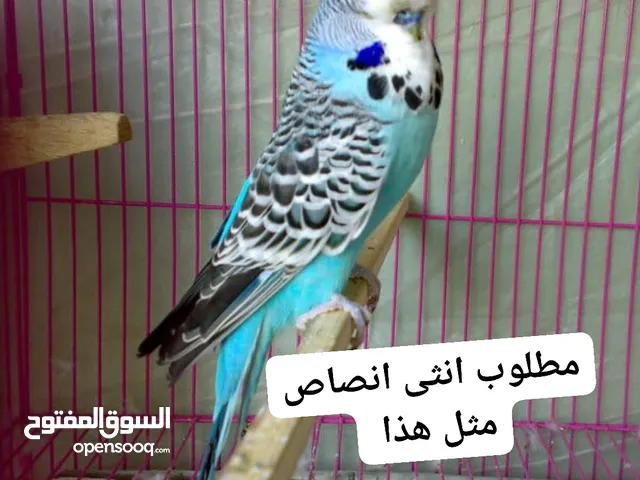 مطلوب نثية انصاص مثل الي بالصورة