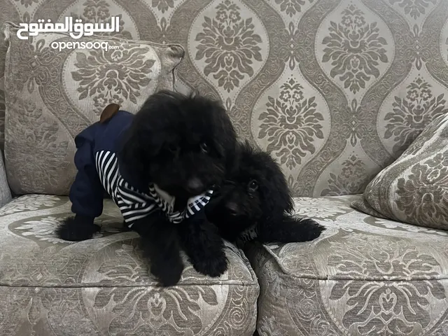 بودل ذكر العمر 3 شهور