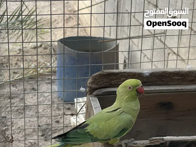 سلام عليكم للبيع بغباء العنوان البصره ابي الخصيب