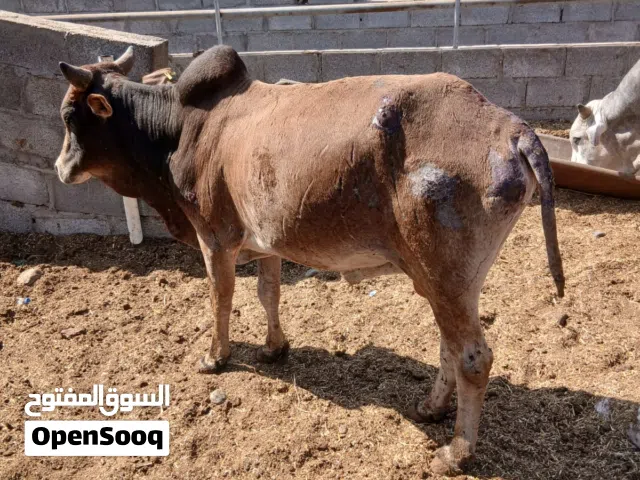Cows للبيع