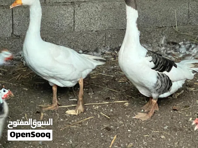 زوج وز عراقي