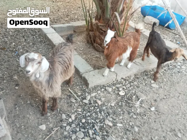 للبيع تيس وسخلتين