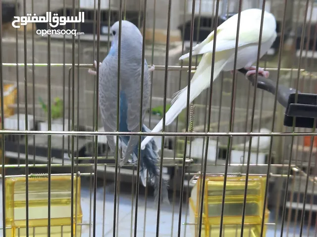 عرض الأسبوع جوز حب(حبتين) مع قفص ذهبي مع أكل ألوان وطفرات مميزة
