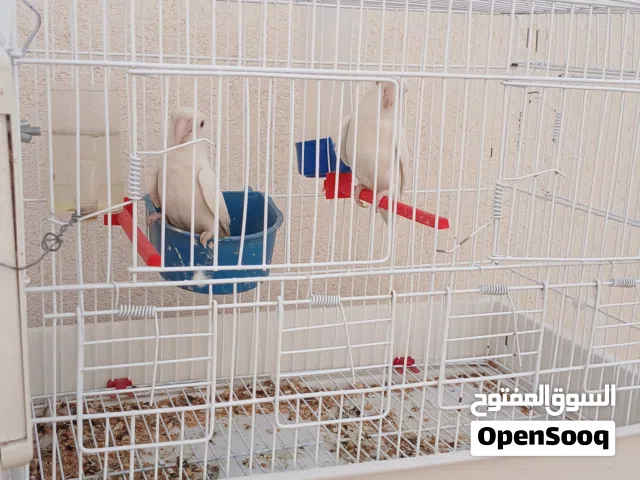 عصافير بركاديلو الله يبارك