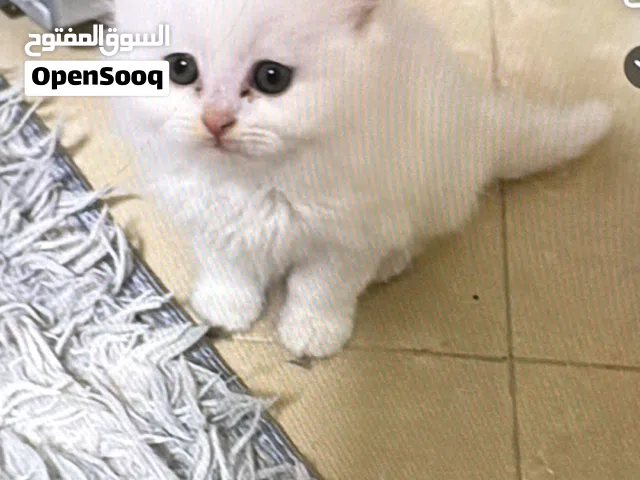 قط شيرازي ذكر عمر شهرين