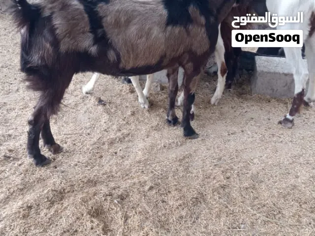 صخول العدد 13 بيهن 5 مطافيل وحده وراها توم ولبقيه فردي حلا نضيف ومعلوف برأسه