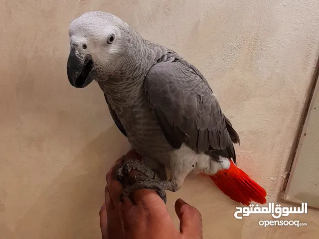 ببغاء زنجباري