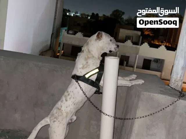 كلب دوقو أرجنتيني