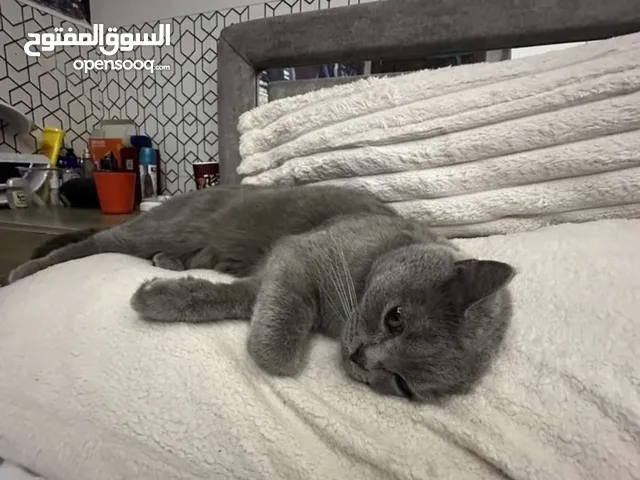 للبيع قط سكوتش بسعر مغري جداً