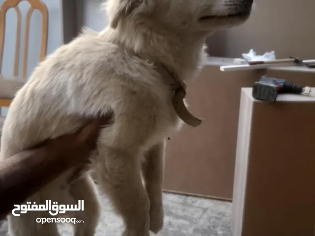 كلب لعوب جدا ونظيف البيع بداعي الطفر