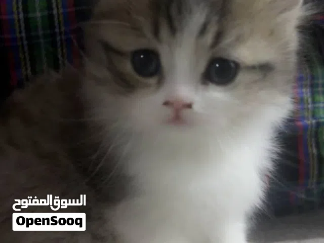 قطط للبيع الام واثنين ذكور شيرازي منزليين توصيل جميع محافظات