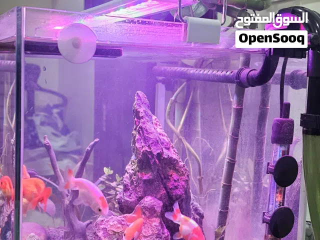 Fish Tank for Sale – 55 Liters / 14.7 Gallons Aquarium