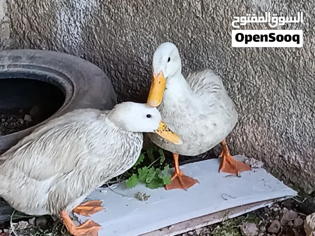 بط النوع بكيني بياض ماشاء الله  الموقع عجلون عرجان