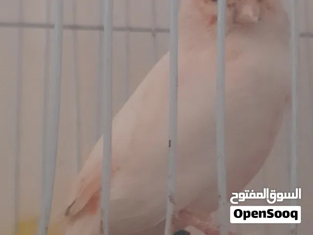 السلام عليكم متاح دكر موزييك كيف بيطلع من الغيار