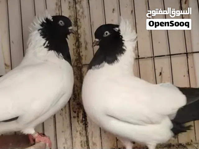 جوز ارباش معهم فرخ وتحتهم بيض