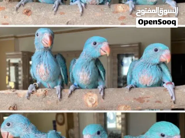مطلووووب فرخ دره أزرق بسعر مناسب