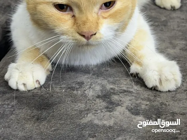 قط شيرازي للبيع