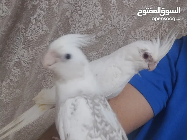 جوز كوكتيل البينو جامبو وبايد مرتب اول خيرهم شهر و وبيجهزوا اليفات بالصلاة على النبي وعز تدريبهم