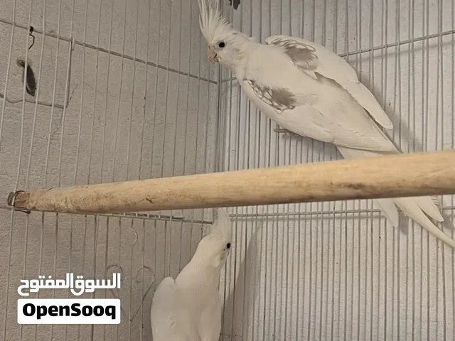زوج مسبعات تحتهم 4 افراخ