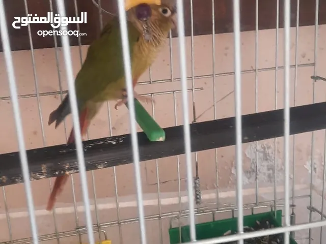 ببغاء جرين وكوكاتو ومكاو