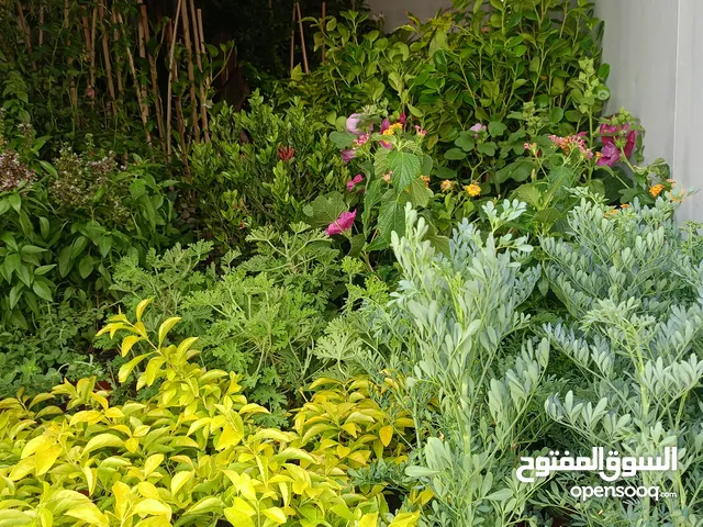 زراعه وتنسيق حدائق وقص الاشجار وزراعه التيل الطبيعي تركيب العشب الصناعي