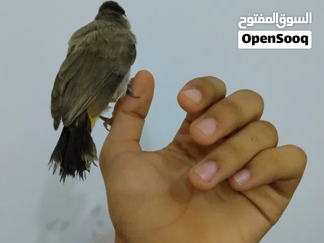 بلابل مال ابو خصيب بعده صغيره او بلابل راوي او حلو أو نضيف كما موضحه صور أو شرط صحه او نضافه  .....