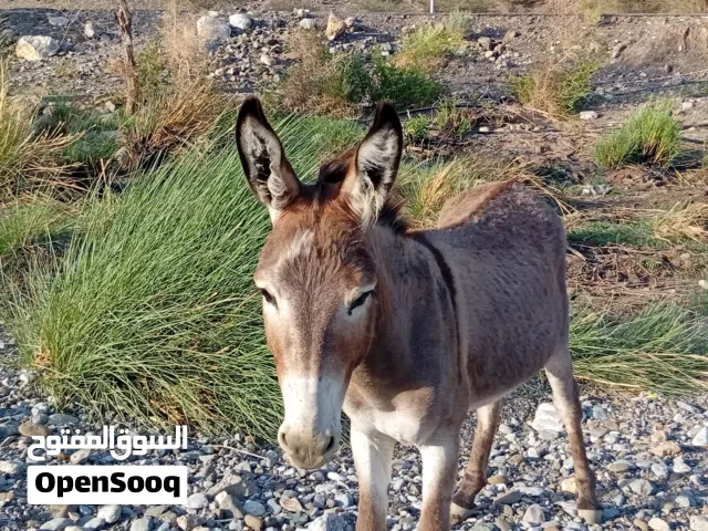 حمار للبيع في ولاية دماء والطايين