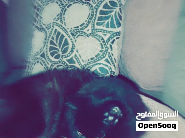 فرصة ذهبية: قطط مميزة للتبني