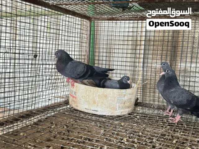 وقواق صنعاوي