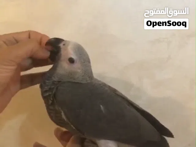 بغبغاء زنجباري جاهز للتدريب و الكلام