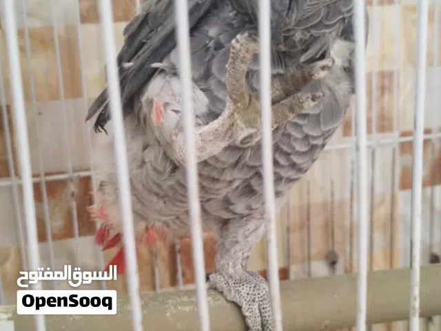 ببغاء زنجباري