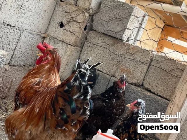 الله يبارك للبيع او التبديل بعصافير