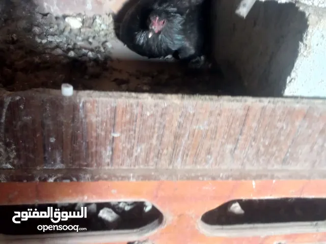 دجاجه بلديه راقده بدون بيض