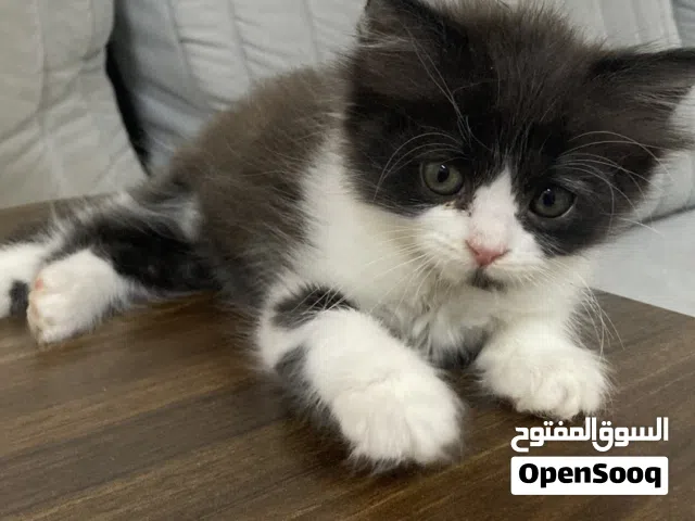 قطاو للبيع سكوتش موجهن مع شيرازي شعرانيات وعمرهن شهرين