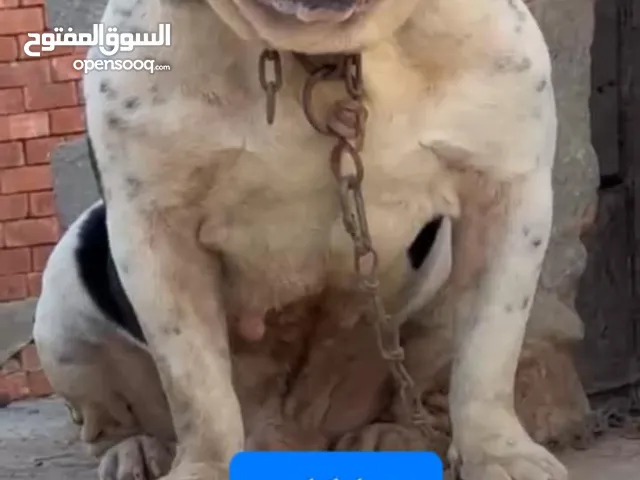 جراوي بيتبول بولي