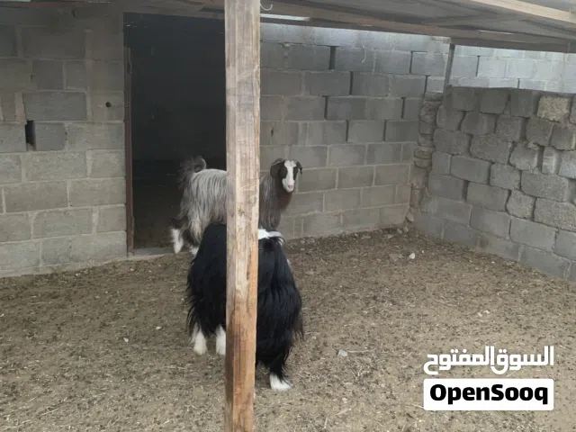 جداية للبيع