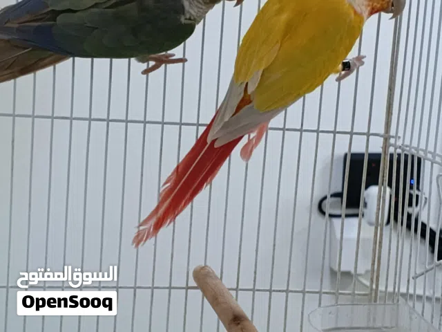 للبيع زوج كنيور