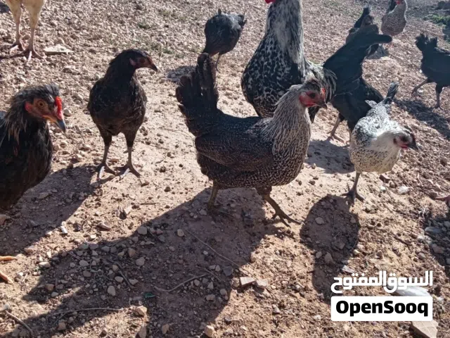 دجاج بلدي للبيع