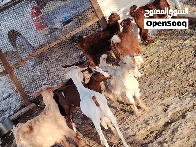 سخلات وجدايا