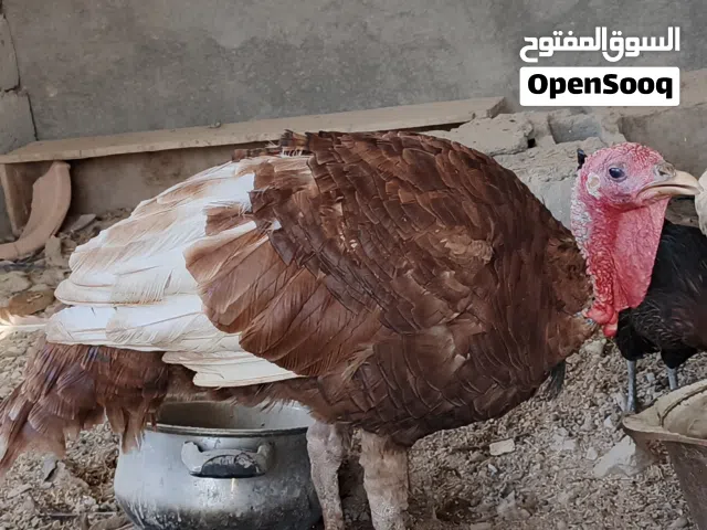 فسيفس للبيع