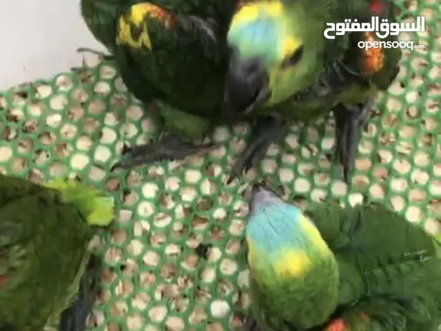 متوفر فروخ قالا اخر حبتين المكان الشارقه