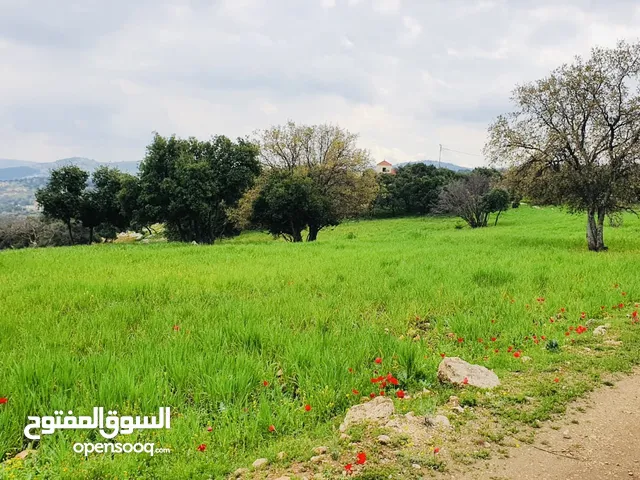 4 دونمات جلعد قرب مطعم نسيم الجبل