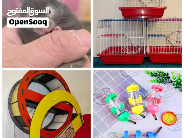 هامستر ات في حلوان كلمني واتس